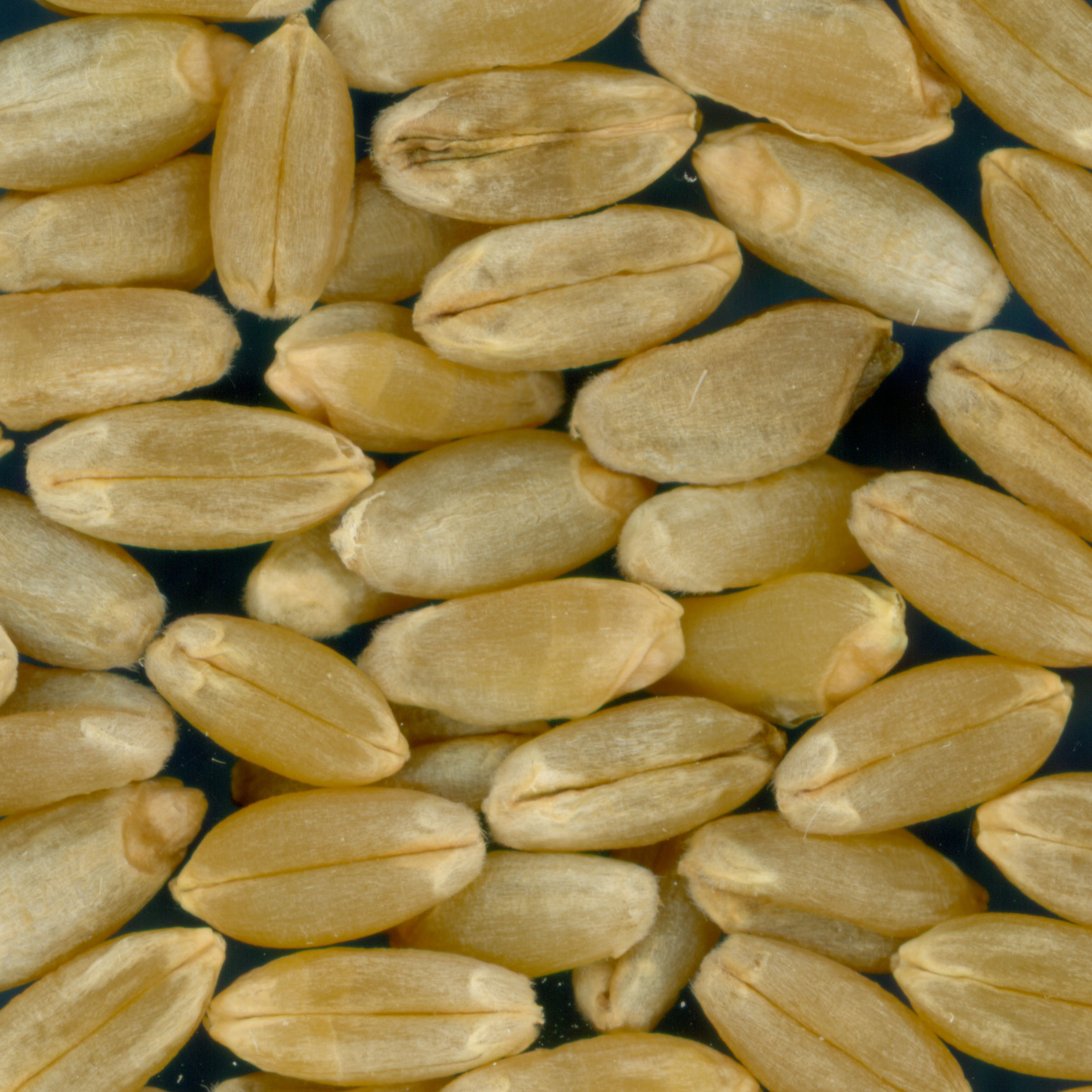 Click for 3 image(s) for this accession. KERNELS